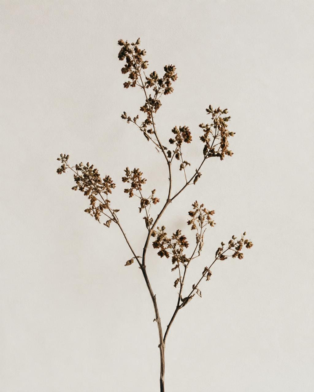 Dried Branch
